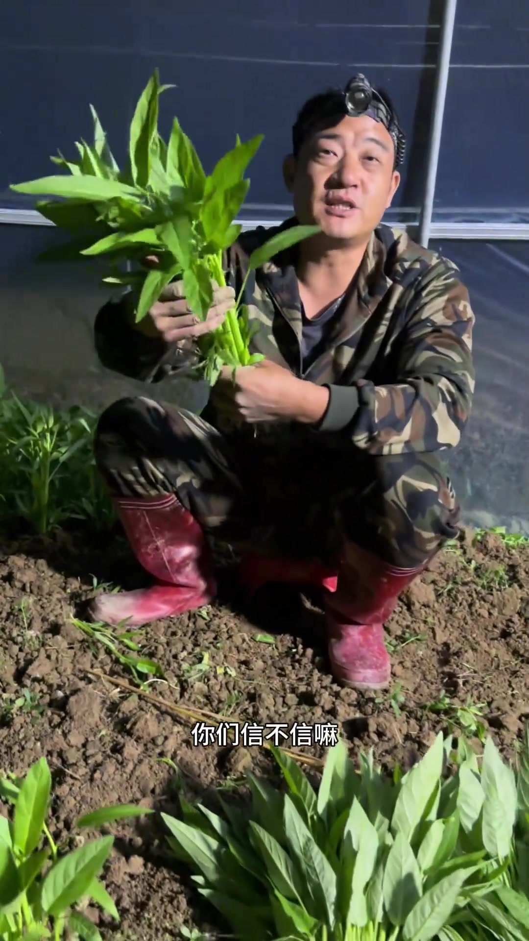 大棚种植反季节空心菜，不喷农药，控制水肥温度菜长得好