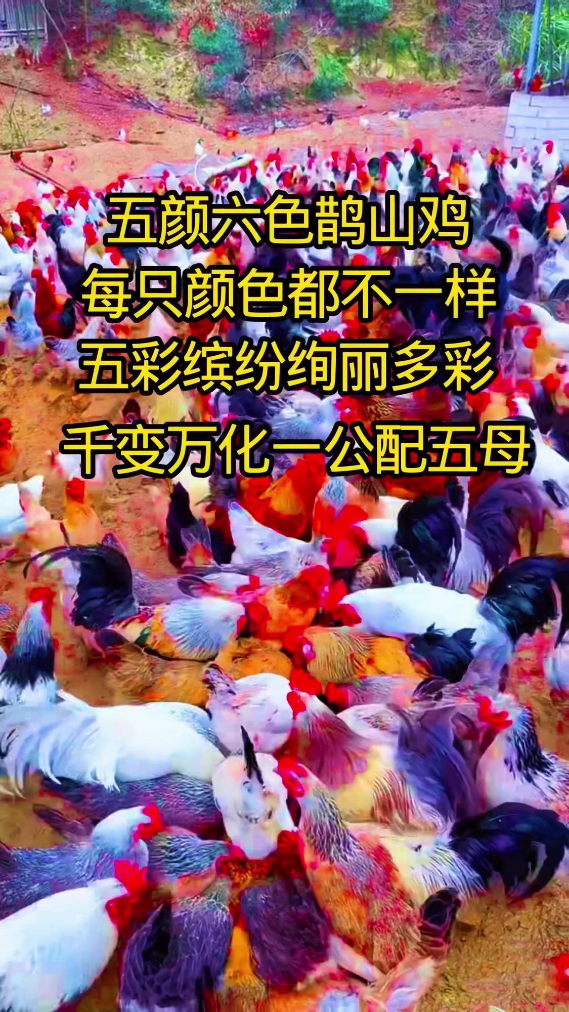 千变万化鹊山鸡喂五谷杂粮