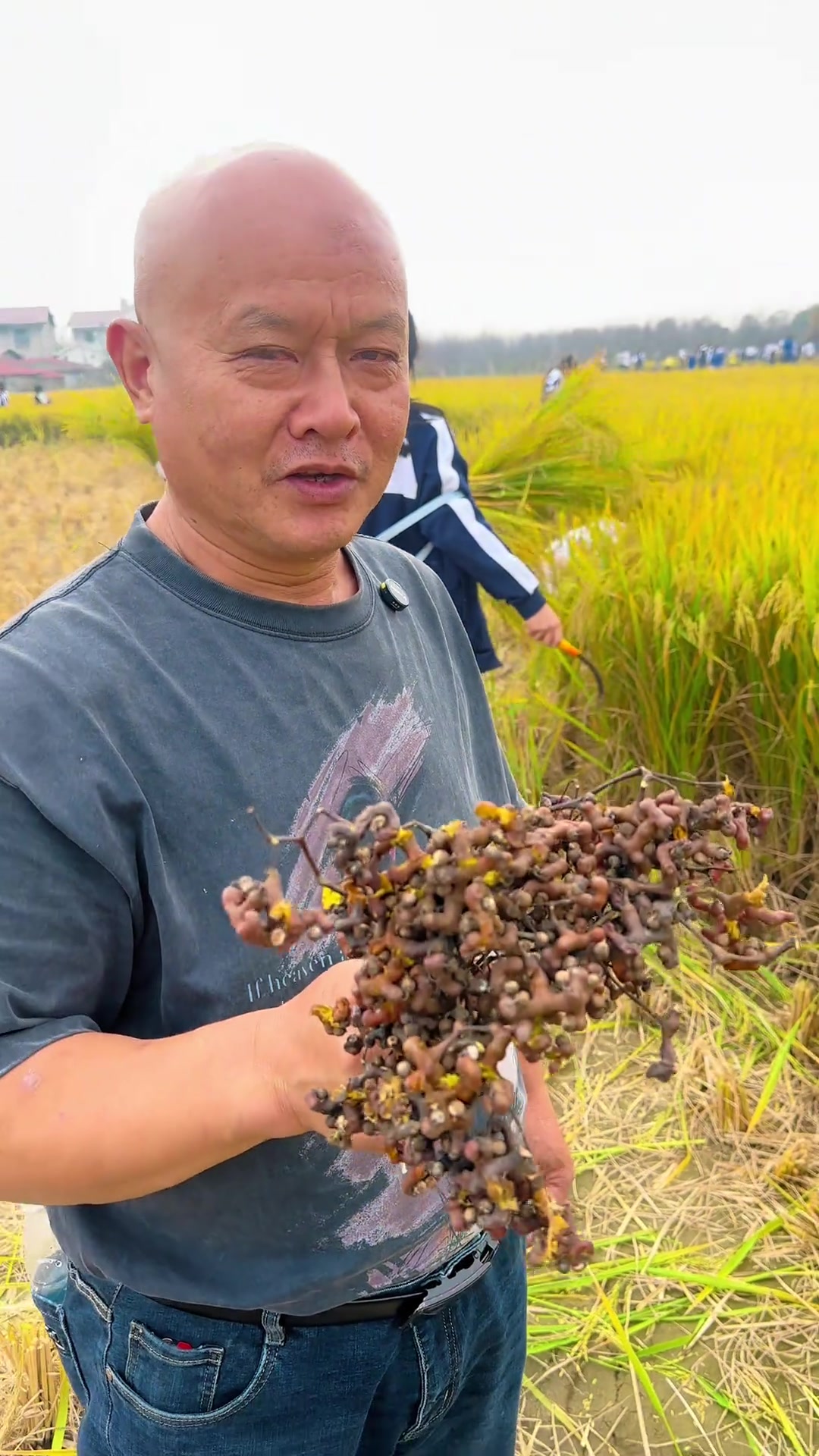 我们浏阳人管它叫鸡爪梨里，你们那里叫什么？