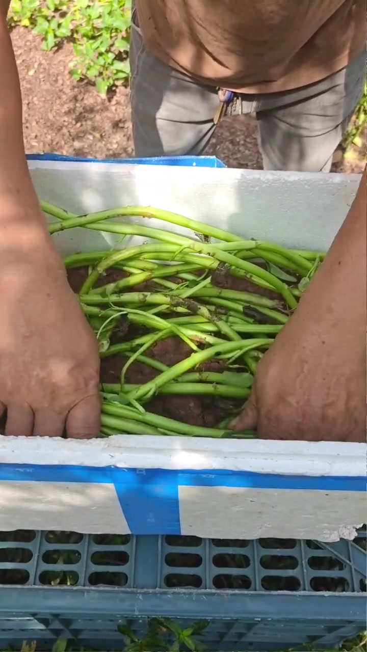 空心菜不要丢了,可以这样留种