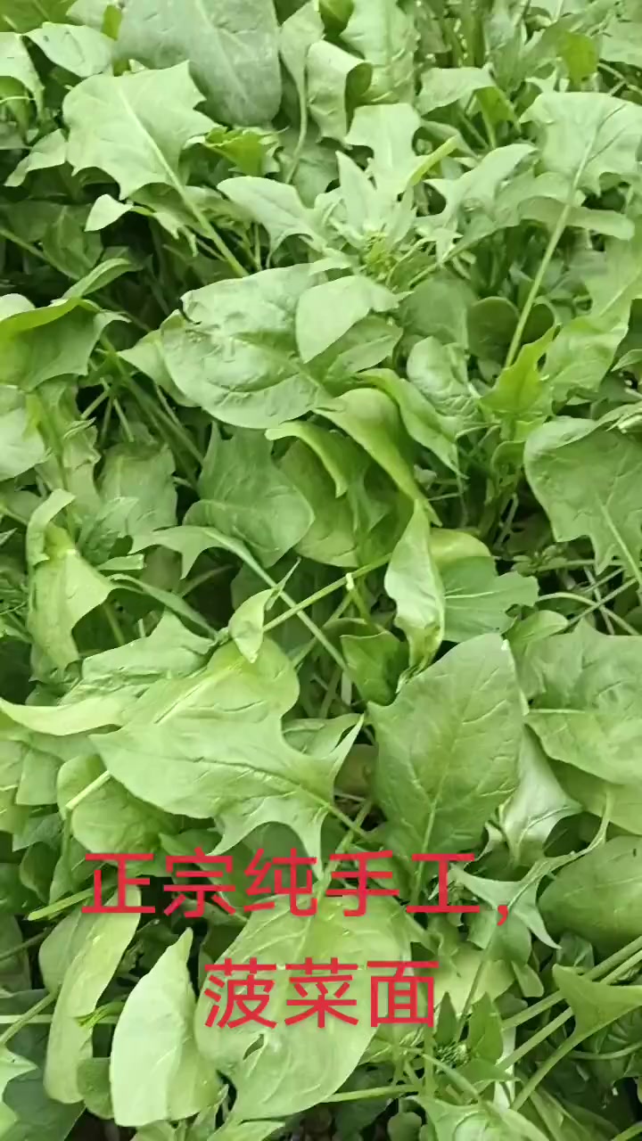 菠菜面做法分享，教你