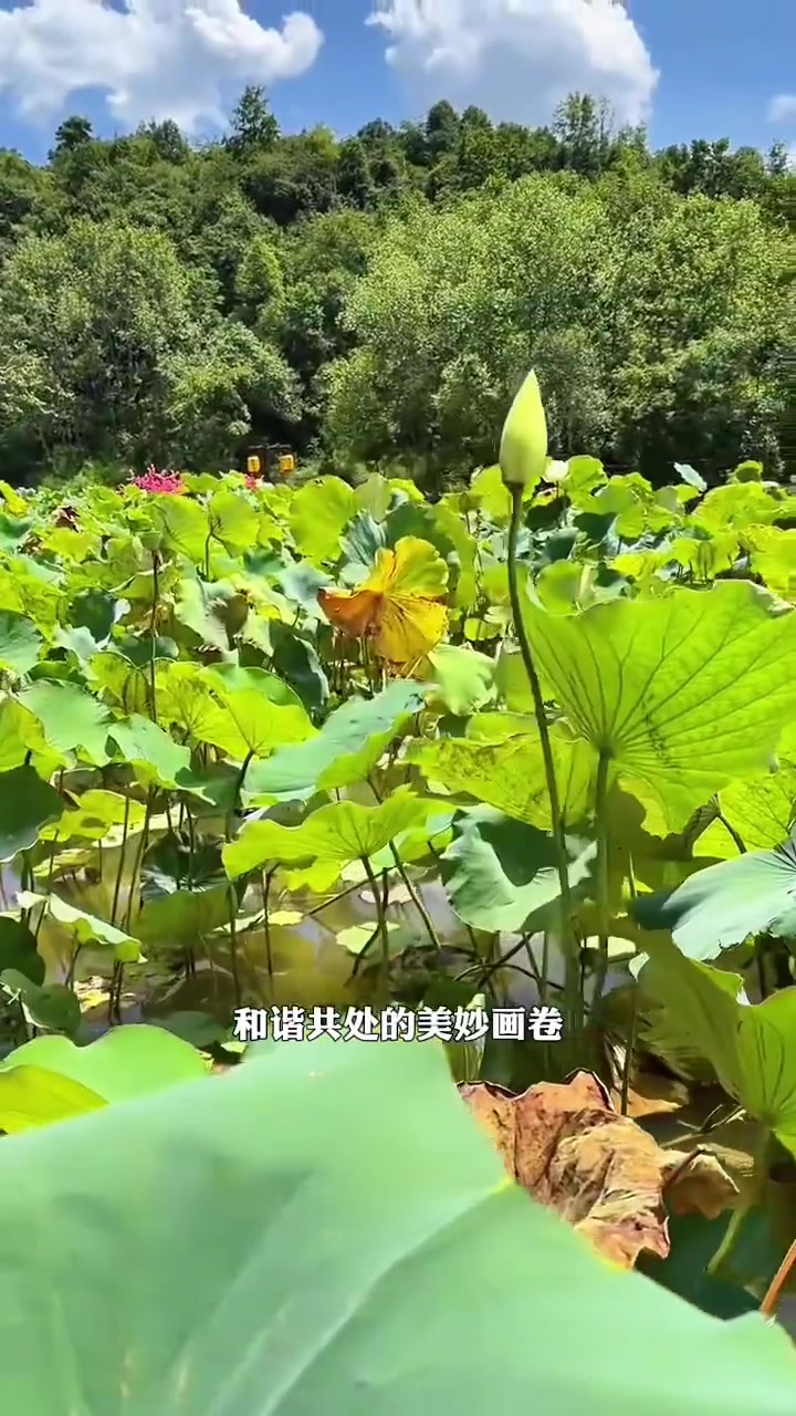 贵阳周边一日游,探索热门景点!