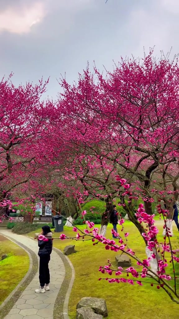 分享好看的花，春天赏花美景