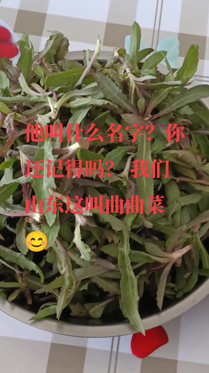 儿时回忆的野菜，山东叫曲曲菜，你们呢？