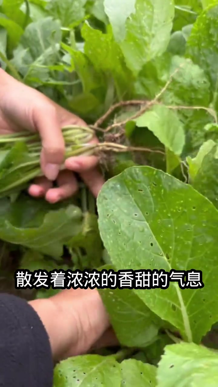 人间烟火气,最抚凡人心,菜地里走起,闻闻泥土的芬芳,拍拍小菜苗