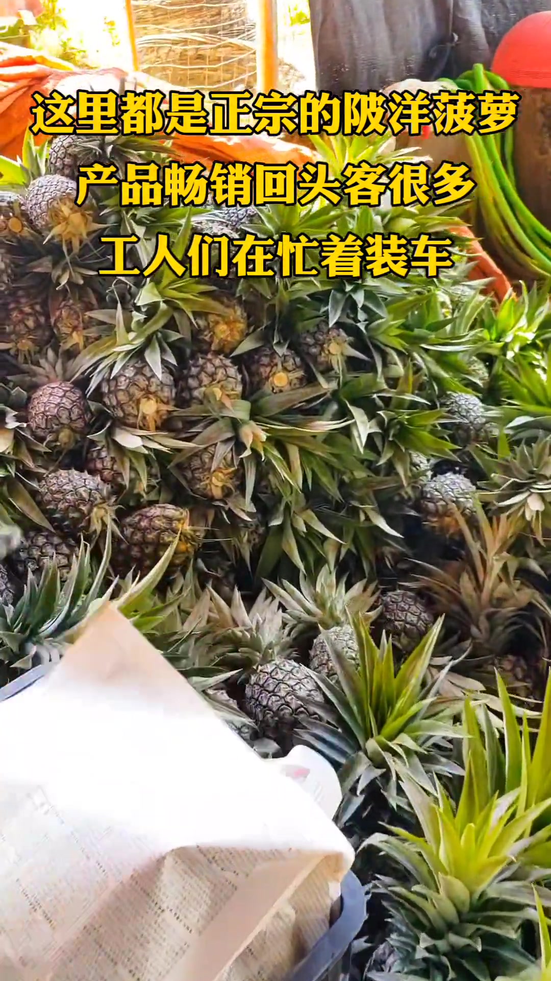 陂洋镇乌肉菠萝，汁甜香浓口感佳