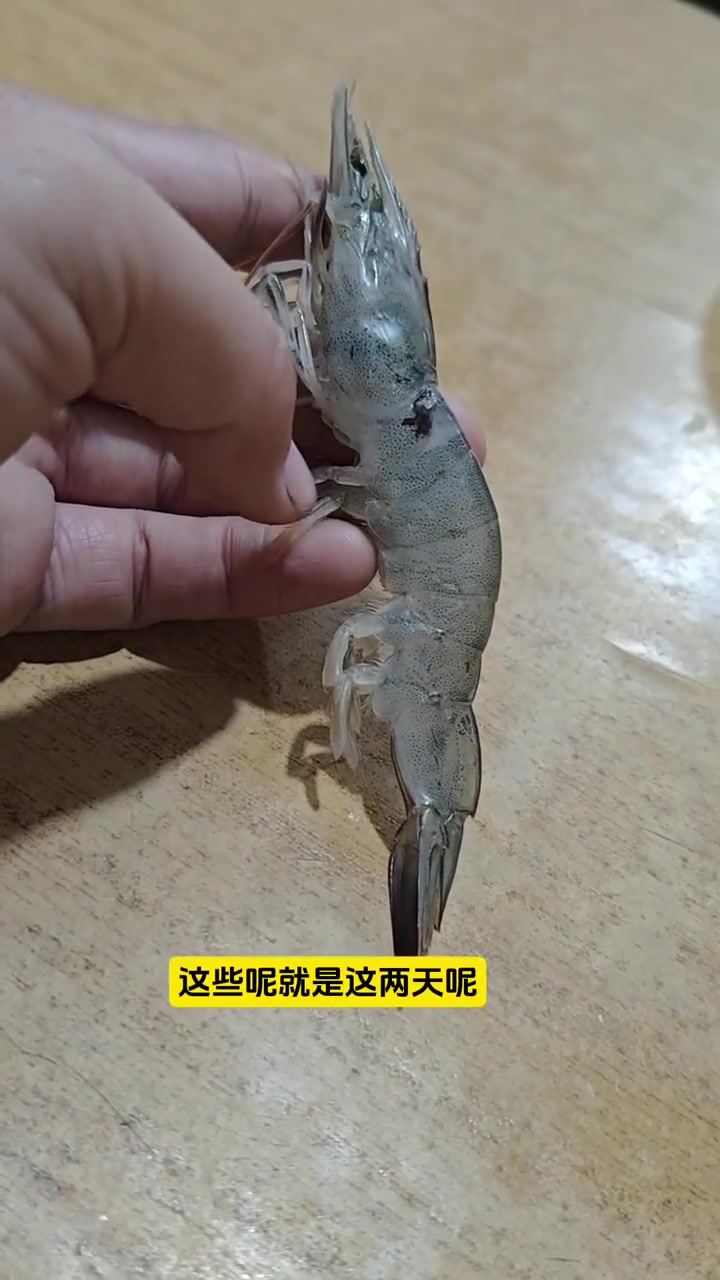 虾镰刀真菌感染怎么办?南美白对虾养殖技术,大降温以后虾身上有黑斑是怎么回事?养虾技术,虾镰