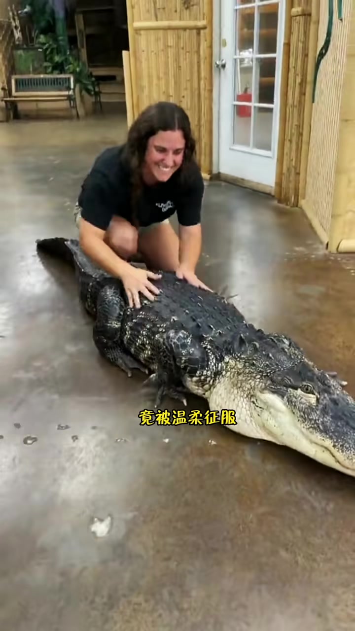野保站新来的菜鸟小姐姐孵化的小鳄鱼,竟然没有一点脾气,长大后还被温柔征服