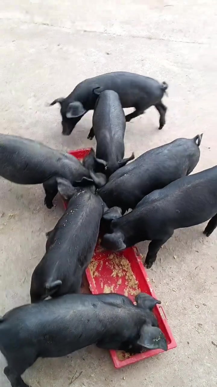我那悠然自得的乡村生活!