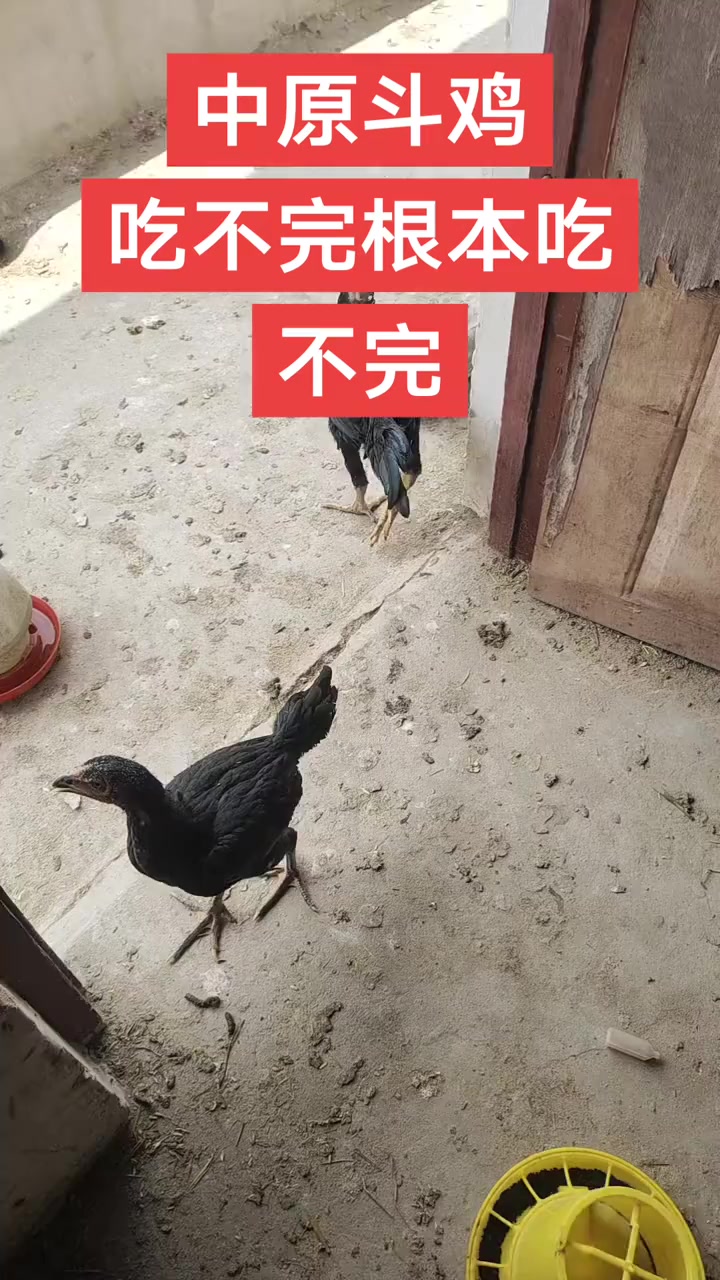中原斗鸡,吃不完根本吃不完!