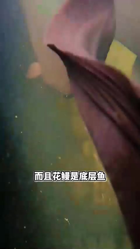 这样养殖花鳗