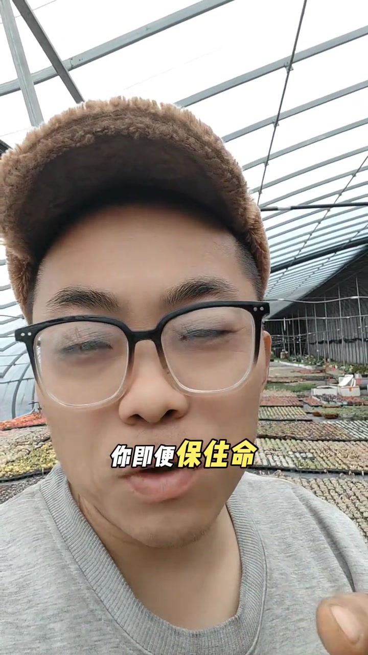 潍坊多肉大棚经营:半年见成效,一般需大半年,不好则需整日忙碌