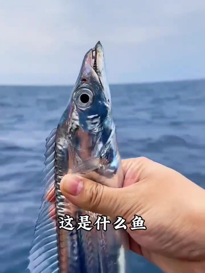 极品海鲜尝鲜，祝年年有鱼顺风顺水