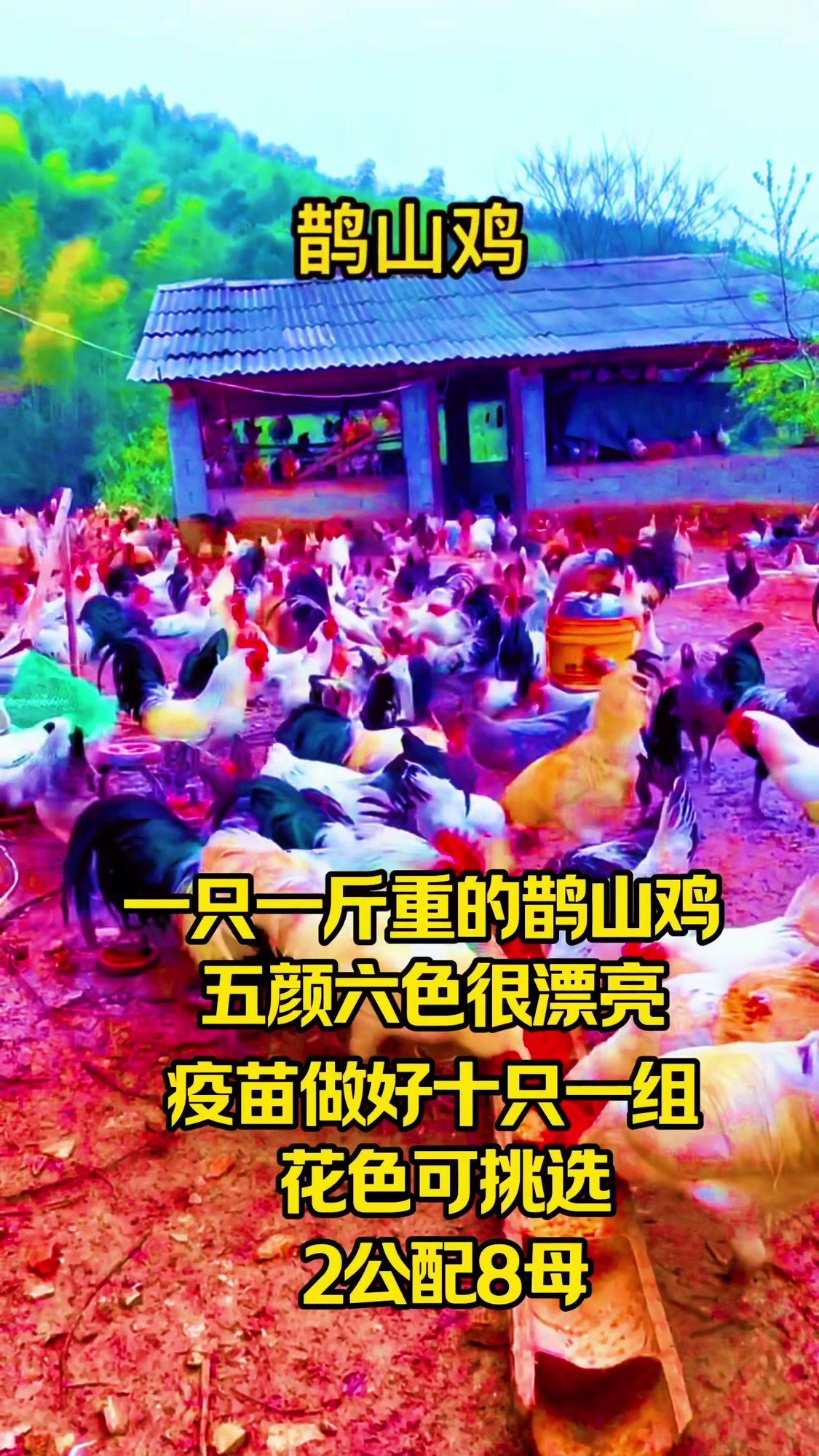一筐装十只两公配八母五颜六色的雀山鸡