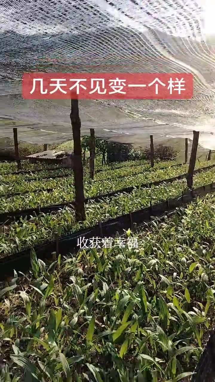优质绿色的蔬菜种植基地!