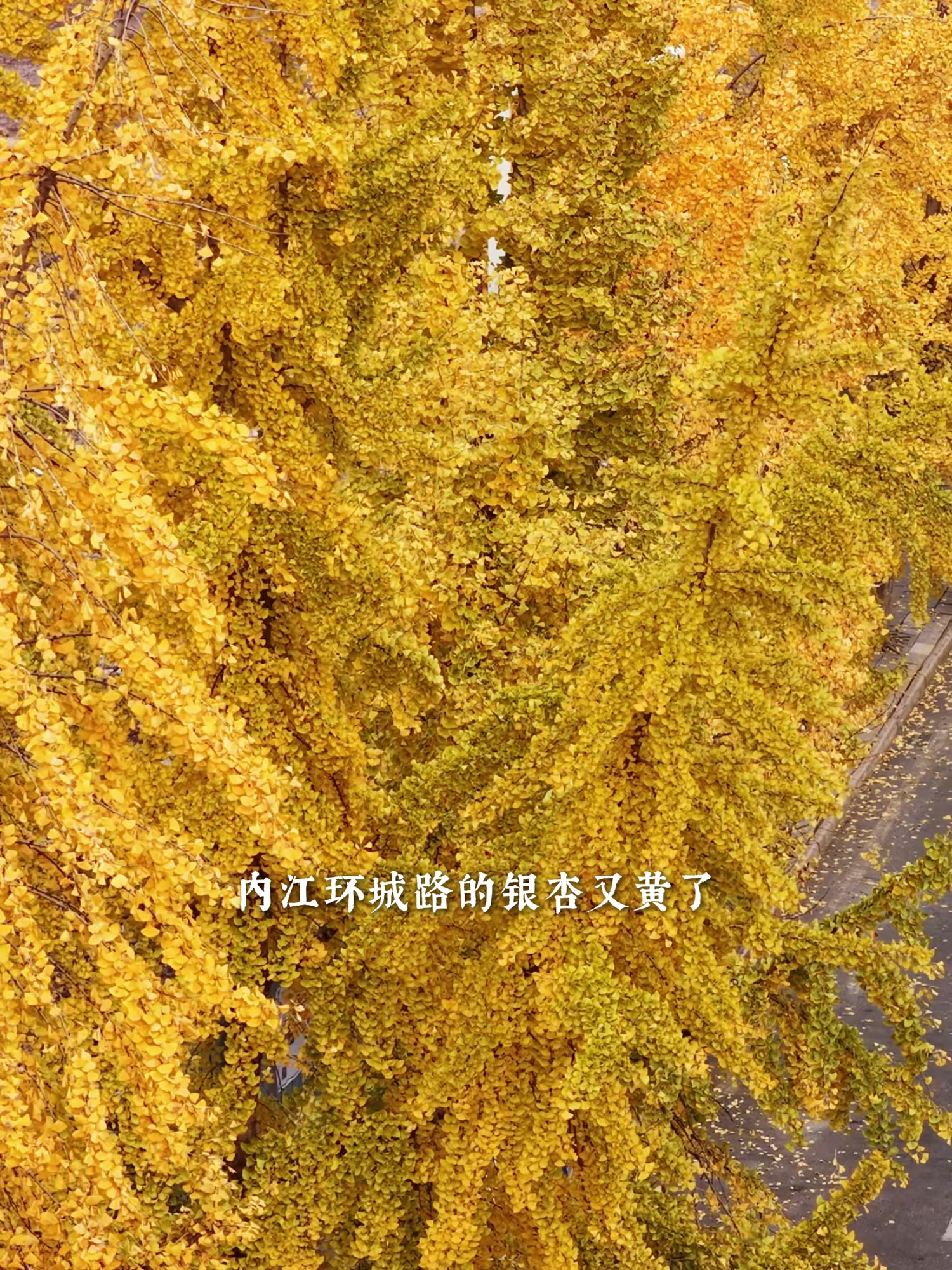 内江银杏短片第3集——环城路银杏泡芙小姐,我再也没有遇到像你那样爱读诗的人……