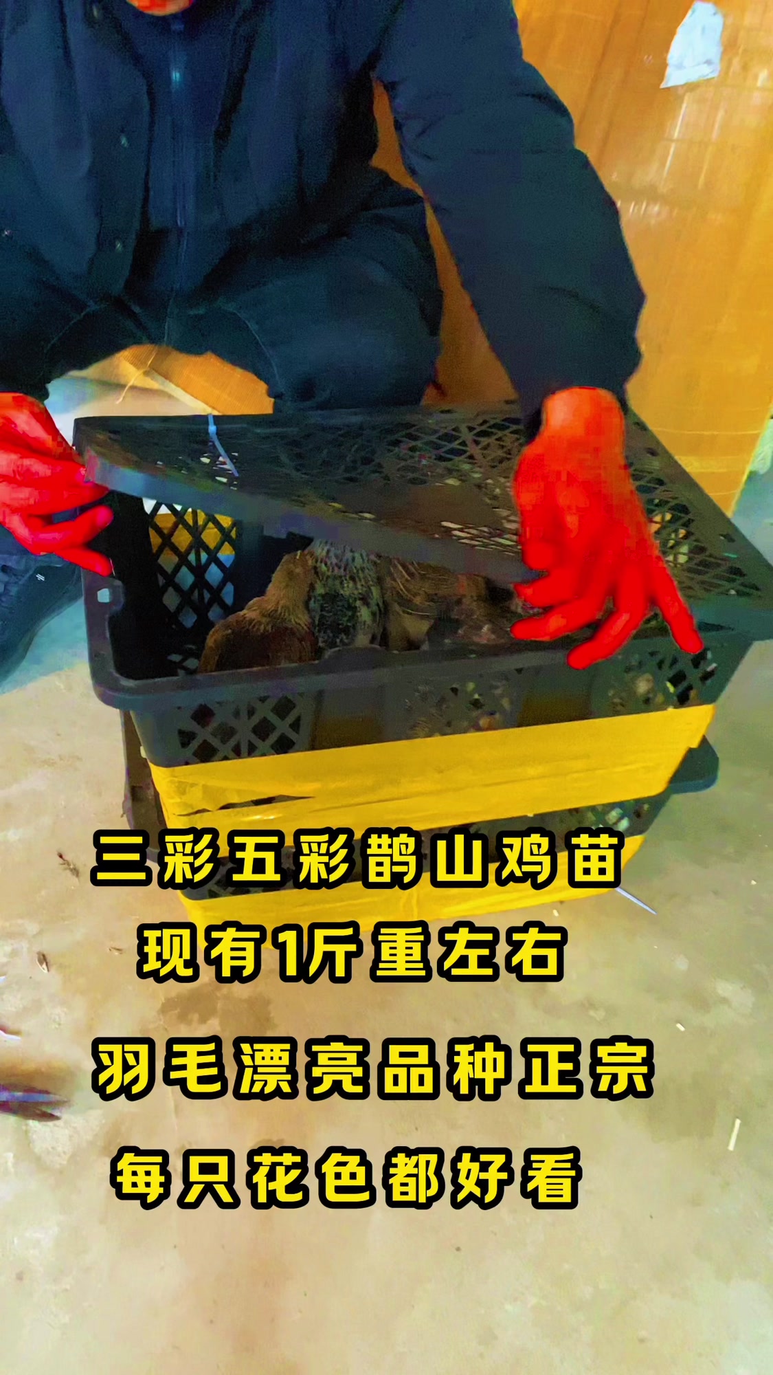 三彩五彩大红袍,纯色花色每只鸡都不一样的,鹊山鸡