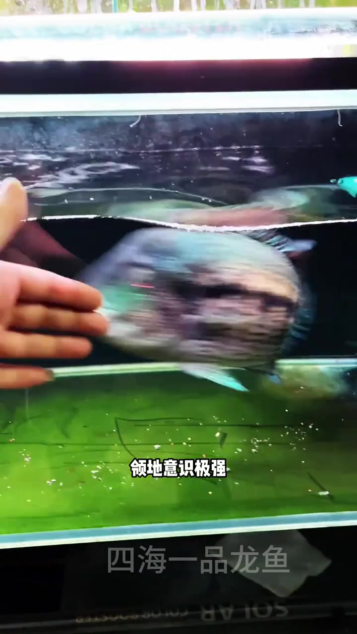 观赏鱼凶猛梯队top5#享受生活享受养鱼的快乐#养鱼养财风生水起财运来#轻松养鱼快乐养鱼#