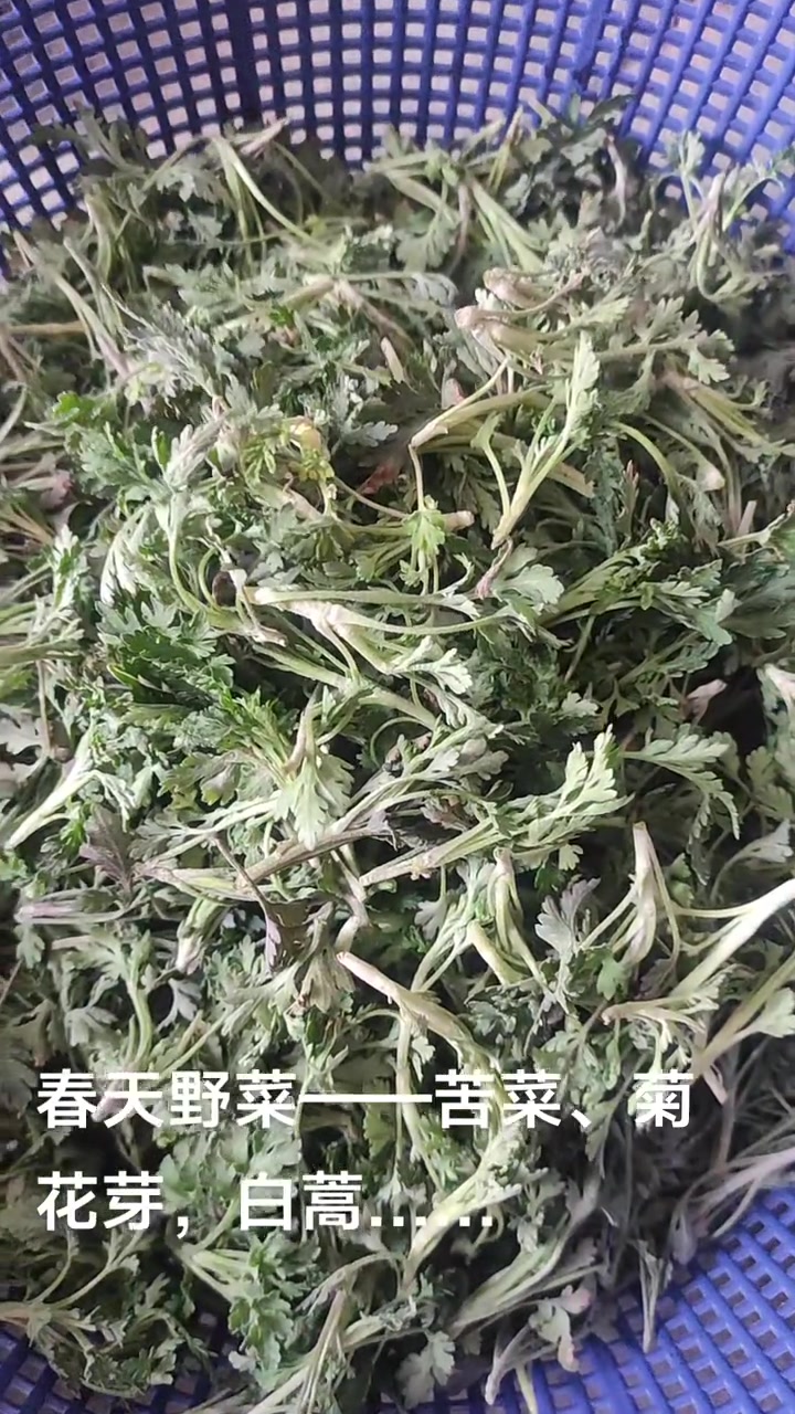 鲜嫩爽口的春天山野野菜!