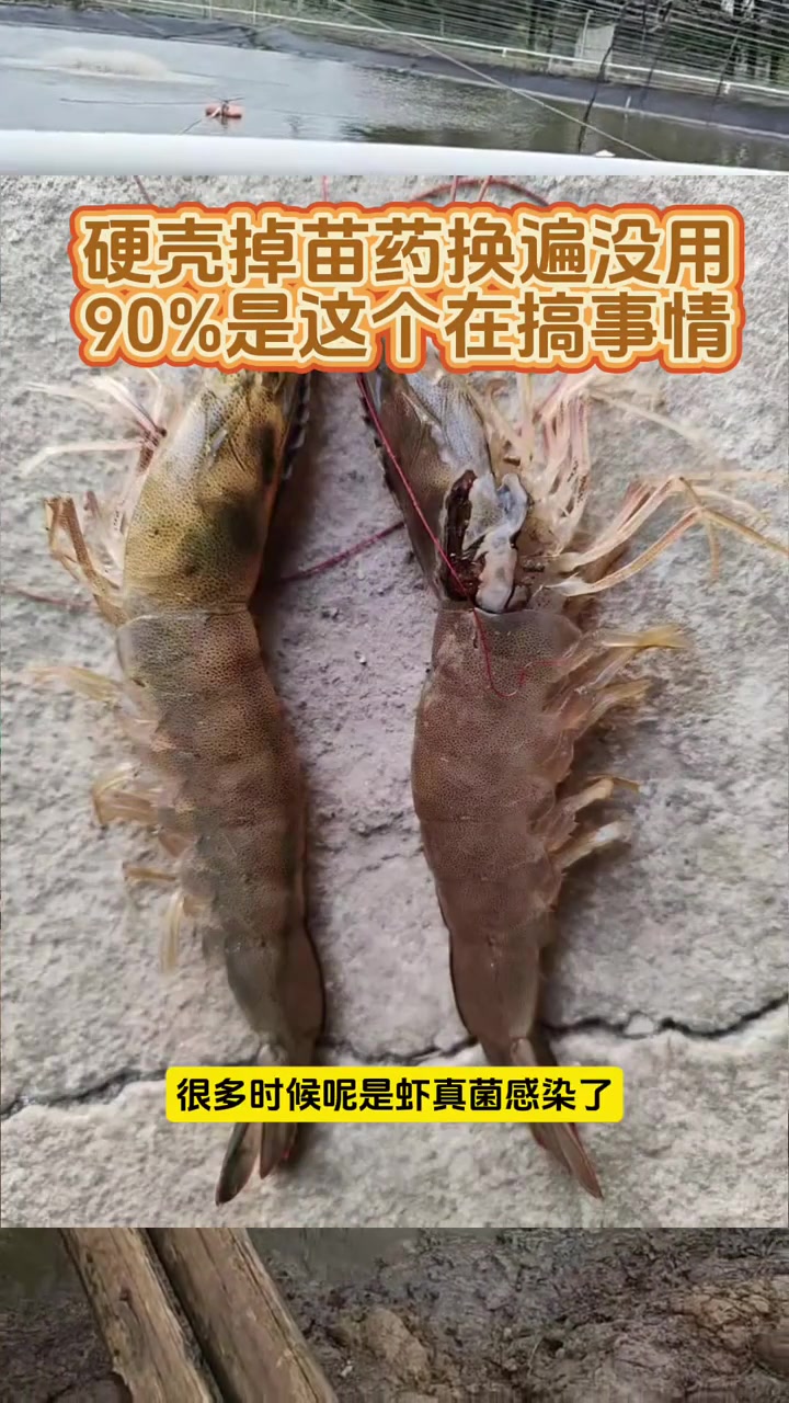 虾硬壳掉苗怎么办？南美白对虾养殖技术，虾硬壳掉苗怎么办？养虾技术，虾镰刀真菌感染怎么办？