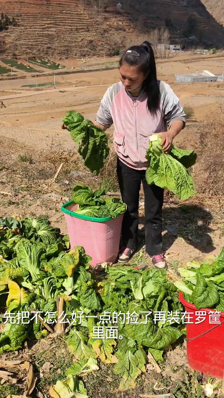 今天来地里面背了两筐青菜回去做酸菜煮酸菜满满一大缸洗到天黑煮酸菜肉沫粉吃