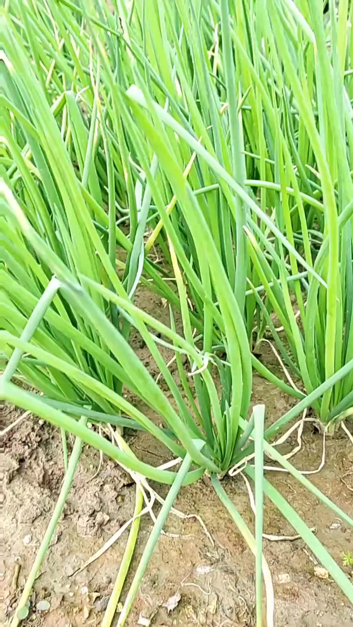 奇妙的植物生长全过程!