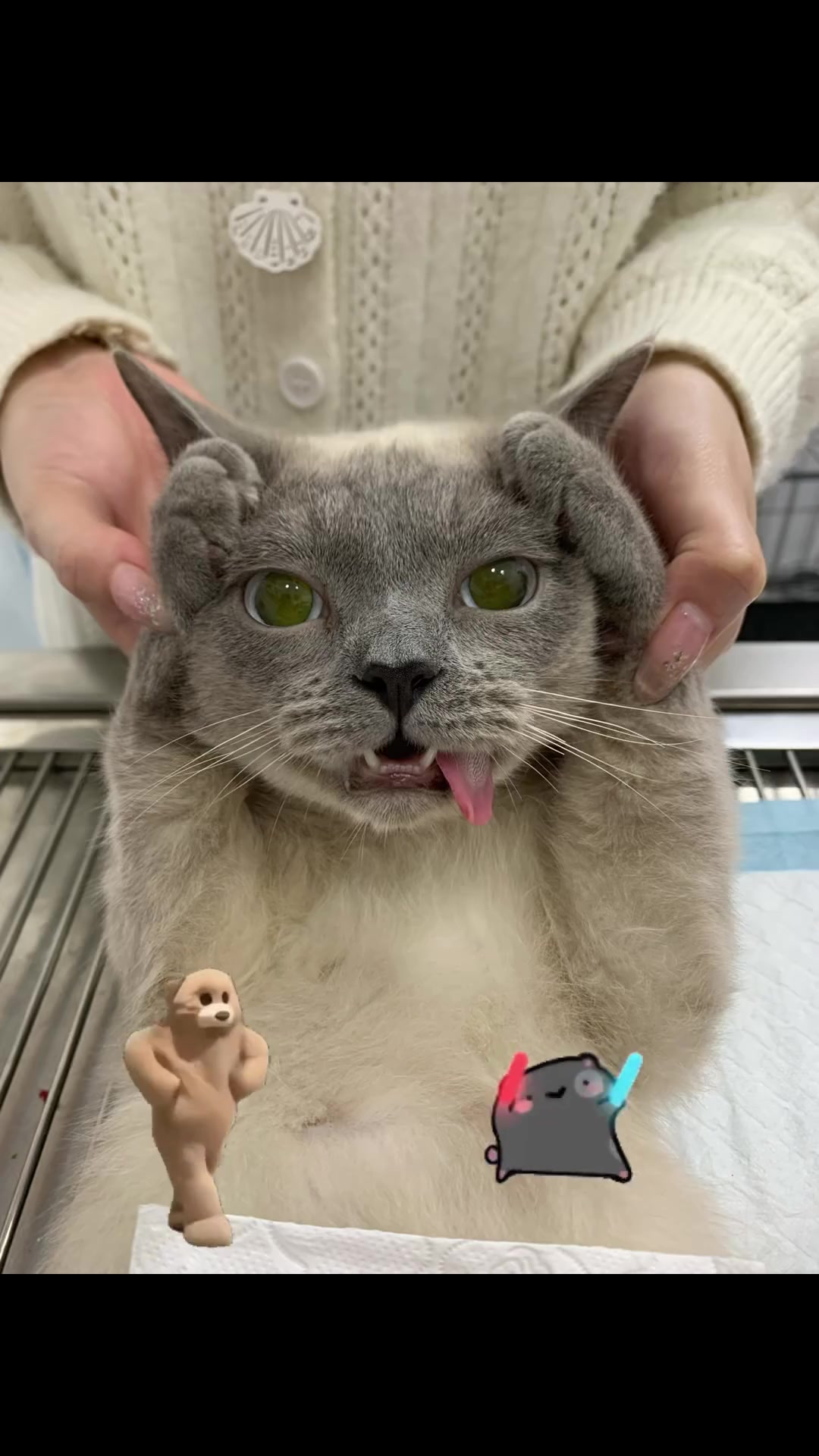 南宁兽医给猫狗噶蛋蛋的一天