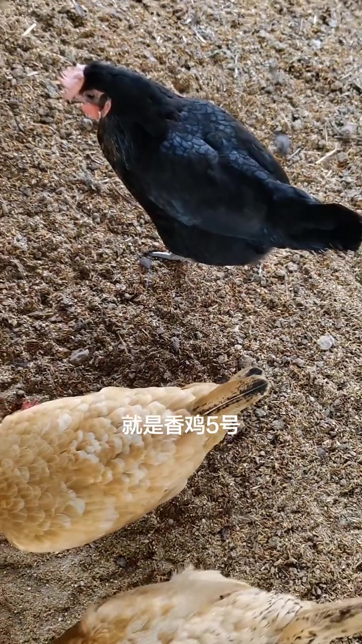 你想养哪个品种的蛋鸡呢?评论区告诉我呀!#养鸡 #蛋鸡 #鸡苗 #养鸡技术