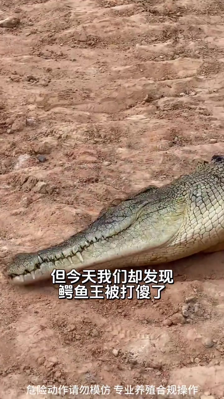 这回真把鳄鱼王惹急了吧！帮我找找视频最后那位饲养员吧！