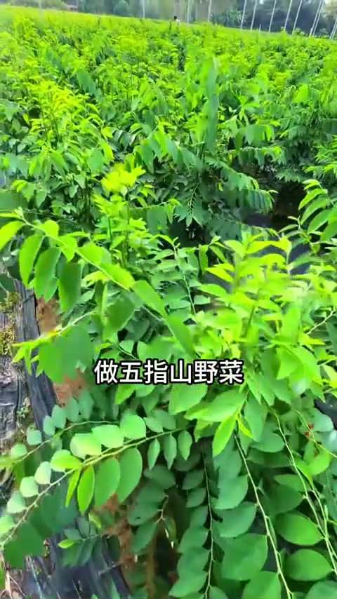 博罗泰美，新塘村，树仔菜