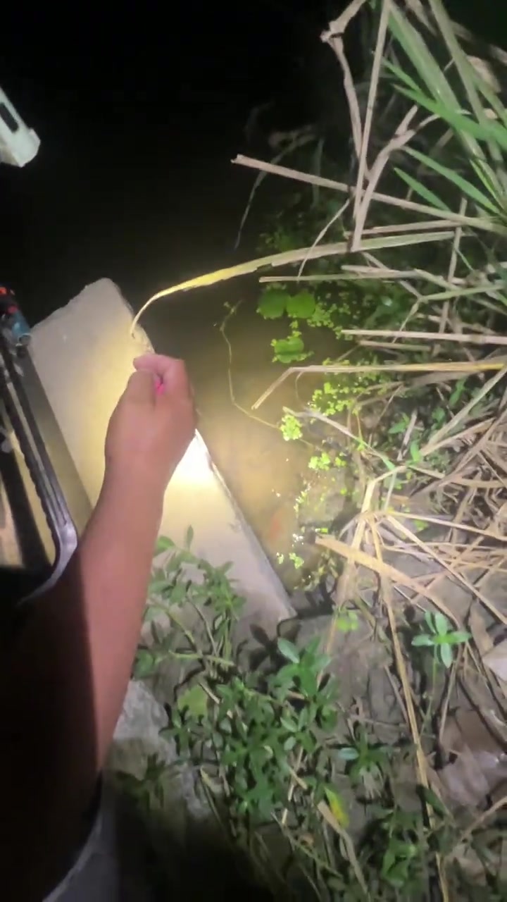 户外碰到这种鱼,你们钓过没?你们那边怎么称呼这个鱼