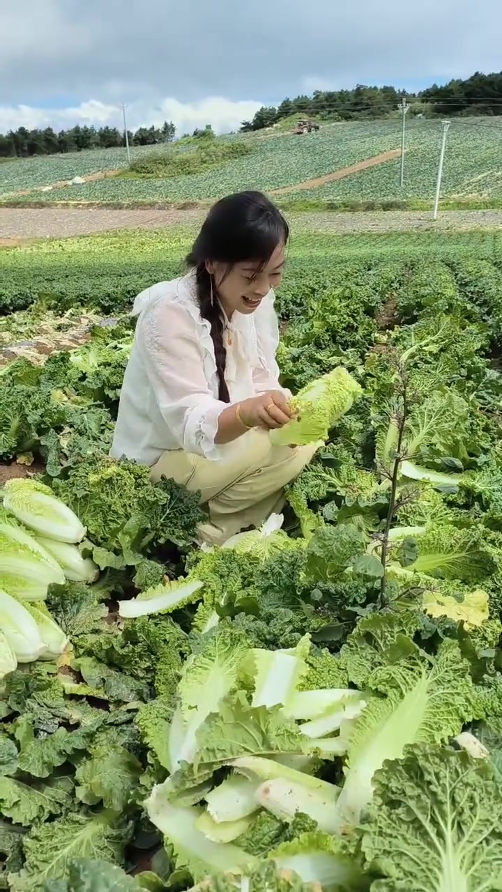 今年的毛白菜倒计时了,大金坪再打霜了,你们信吗?白菜越来越好吃了,却没有了!