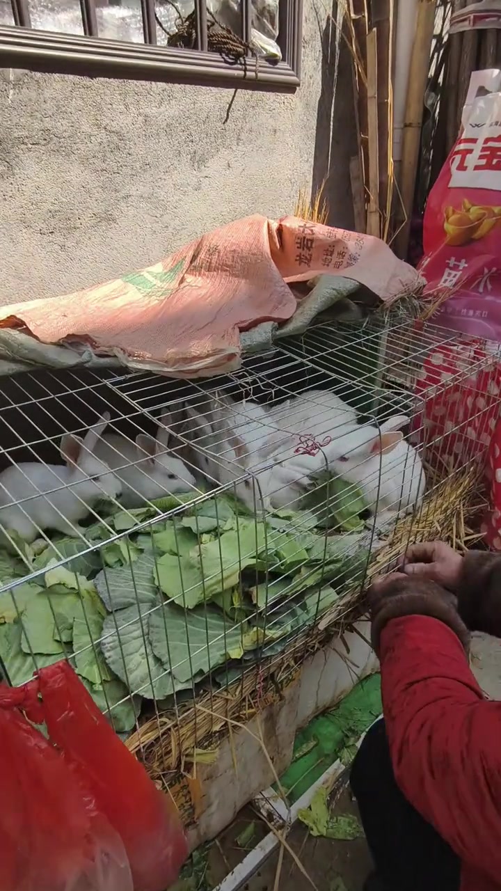 小白兔爱吃萝卜和青菜,其实更爱吃青菜哟