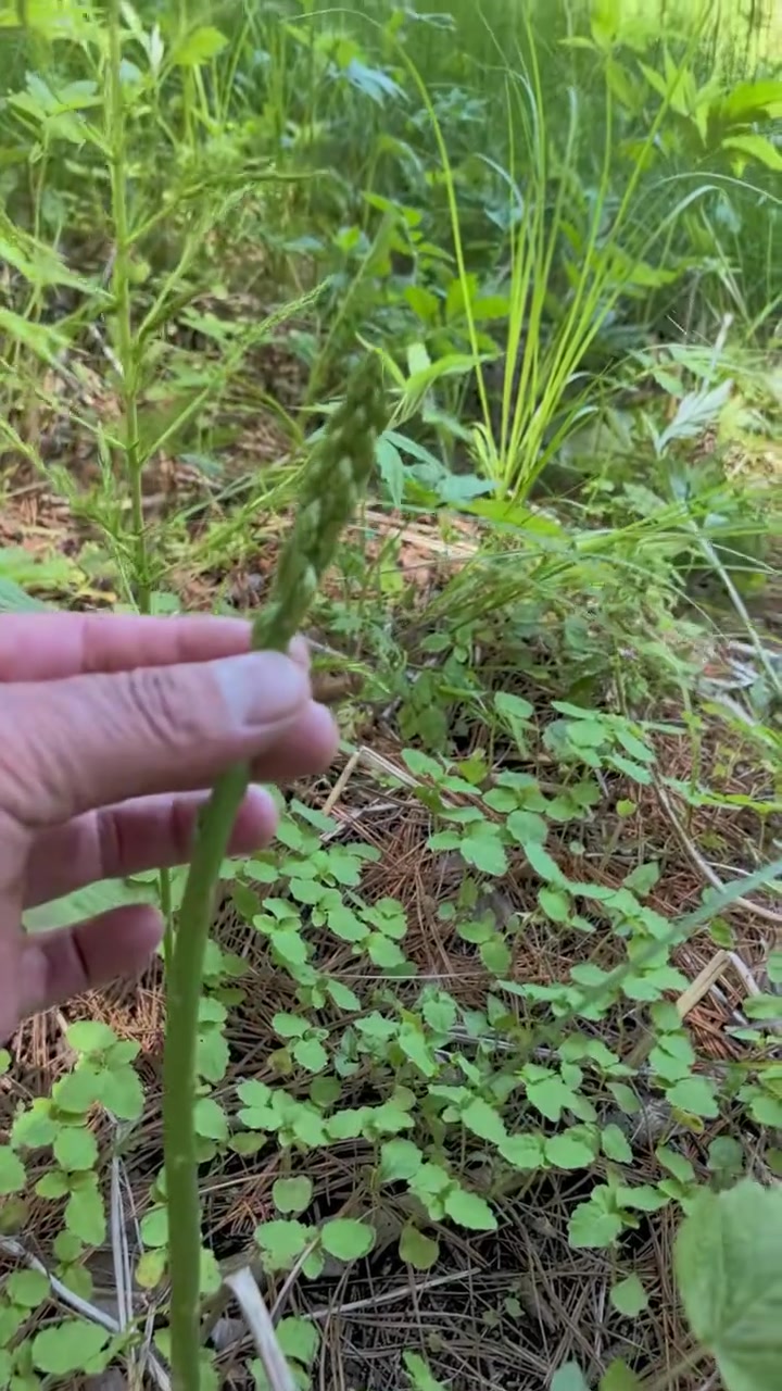 长白山野菜——山苞米
