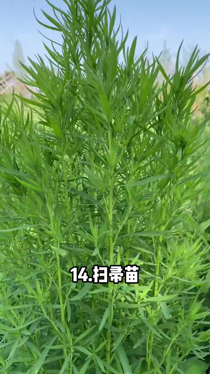 北方人爱吃的野菜