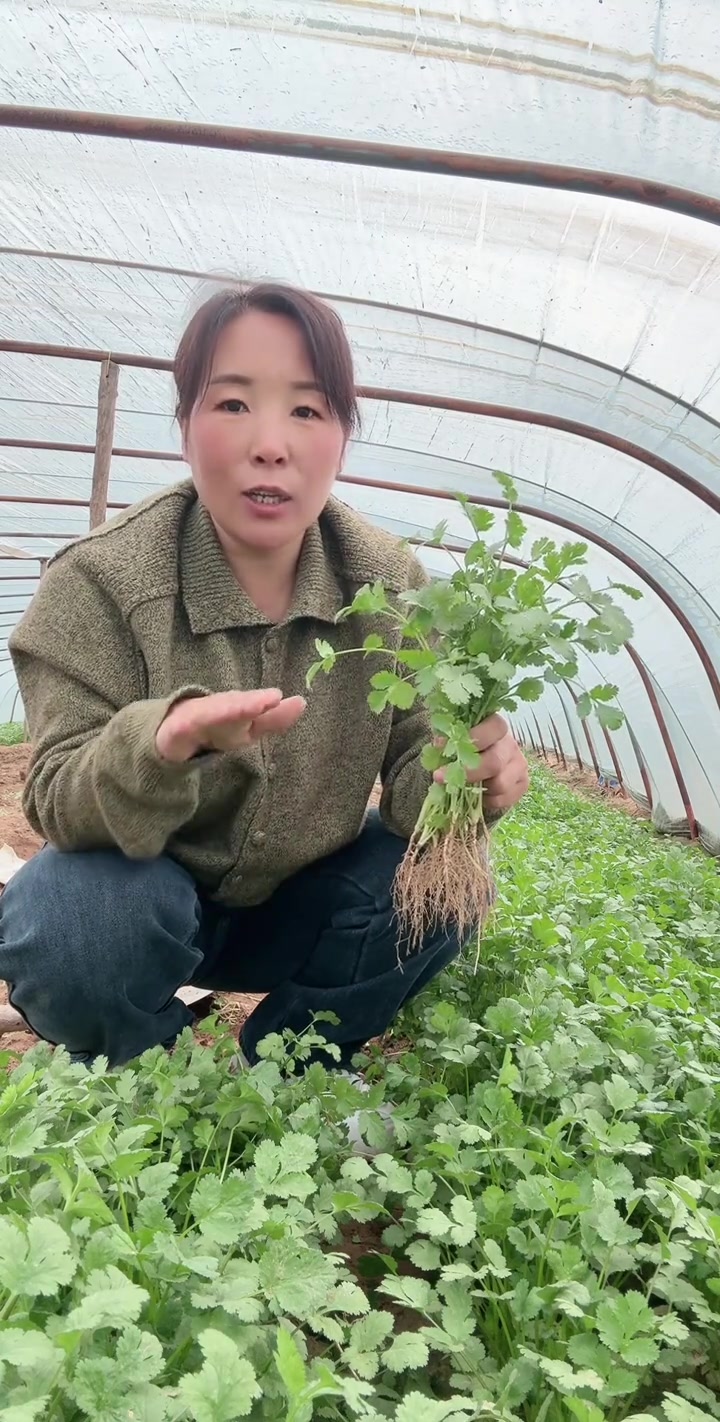 开年香菜价格，邯郸每斤4元，叶菜界的扛把子！