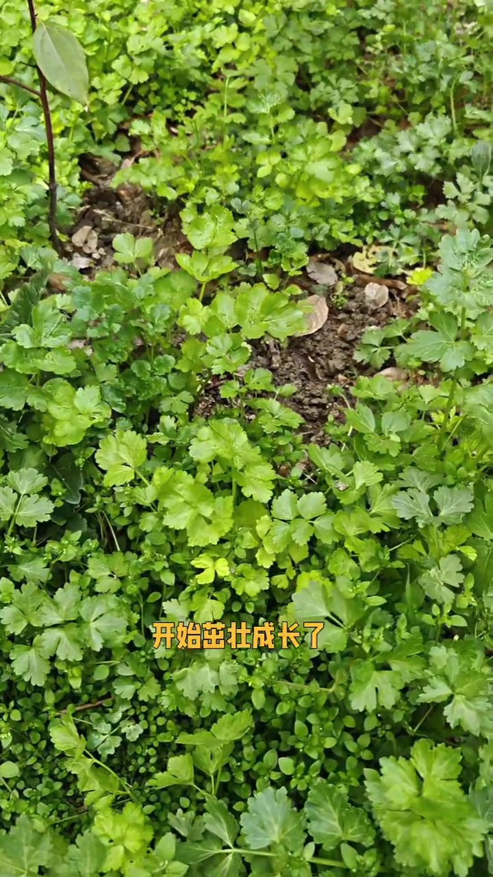 春节后蔬菜价格为何居高不下？徐州香菜5元/斤