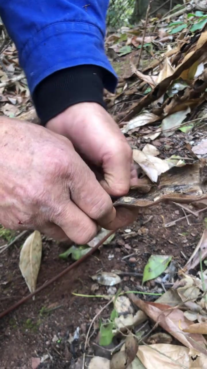 跟老爸进山摘油麻藤籽