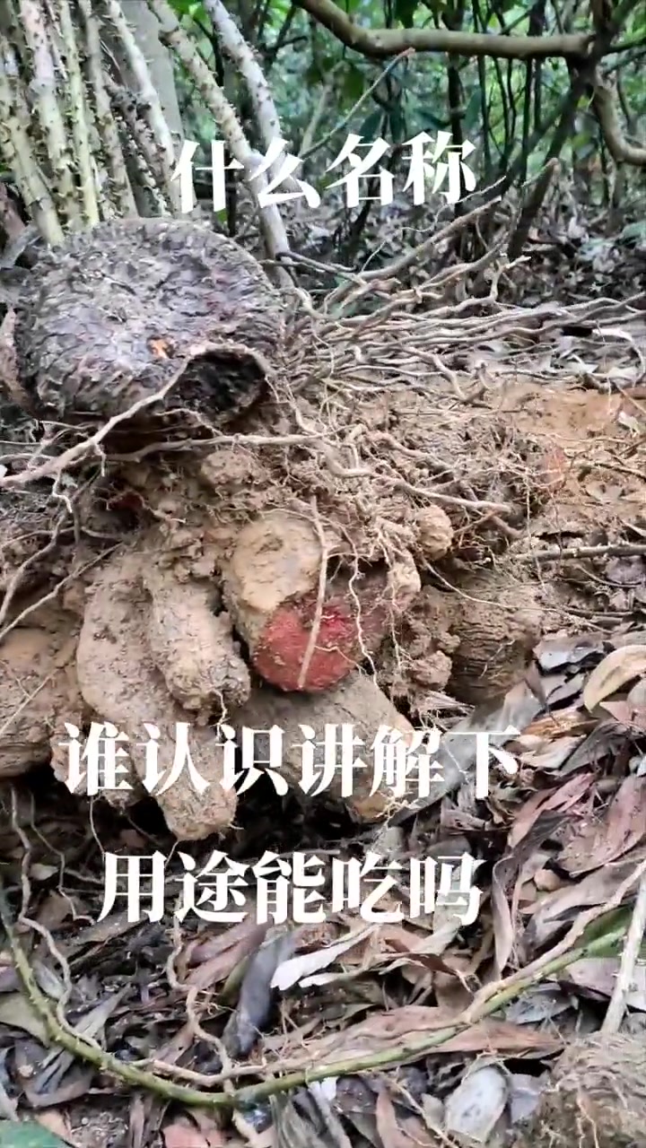 究竟是什么神秘的名称!