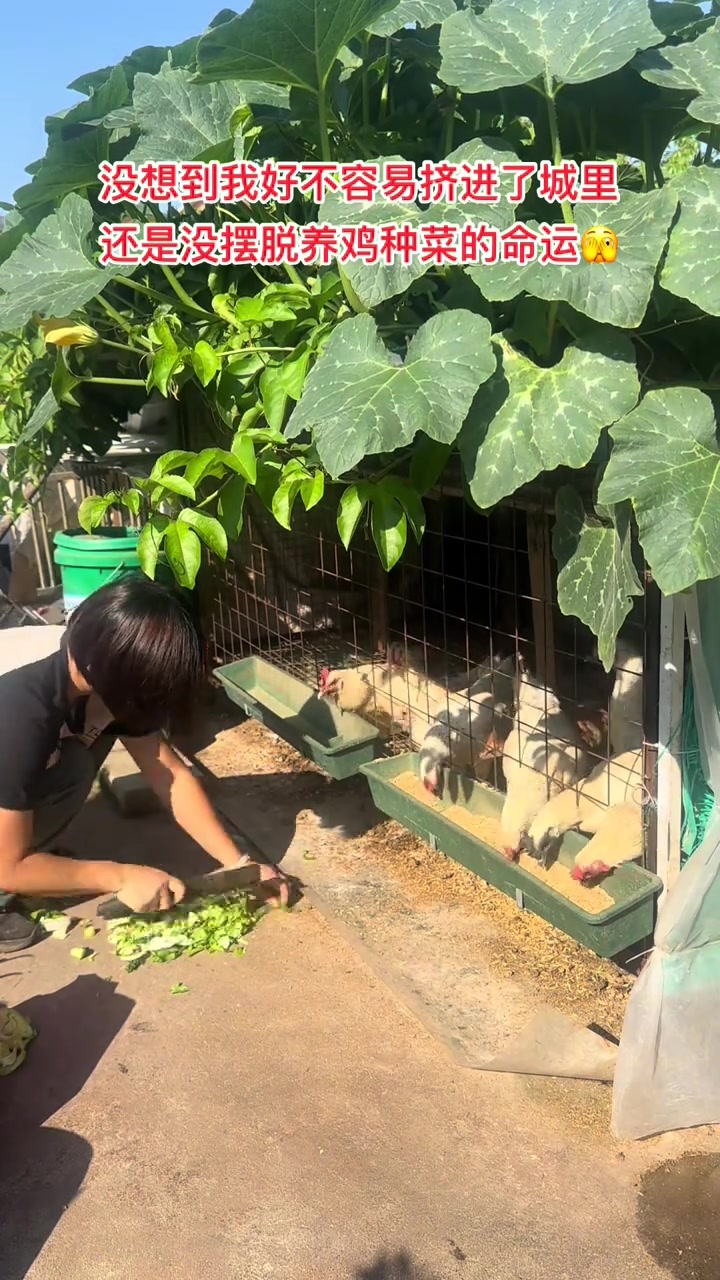 养鸡，自制个鸡笼，楼顶养鸡种菜。牛马当道，我独领风骚，养鸡种菜，生活妙不可言，手里有鸡，心