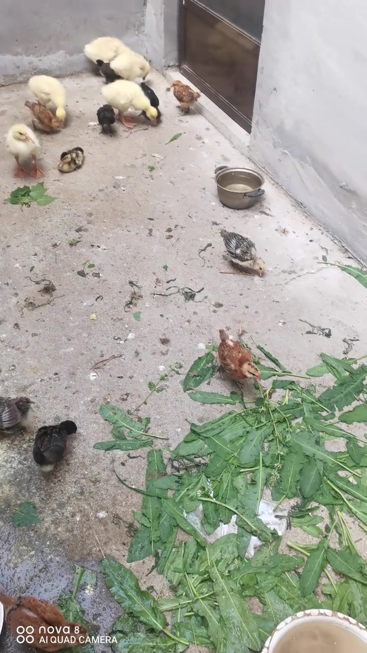 笨笨的鹅,稳步的鸭,多动的鸡