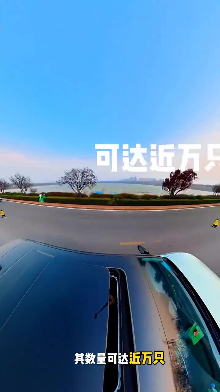 三门峡天鹅湖怎么玩？路线和注意事项