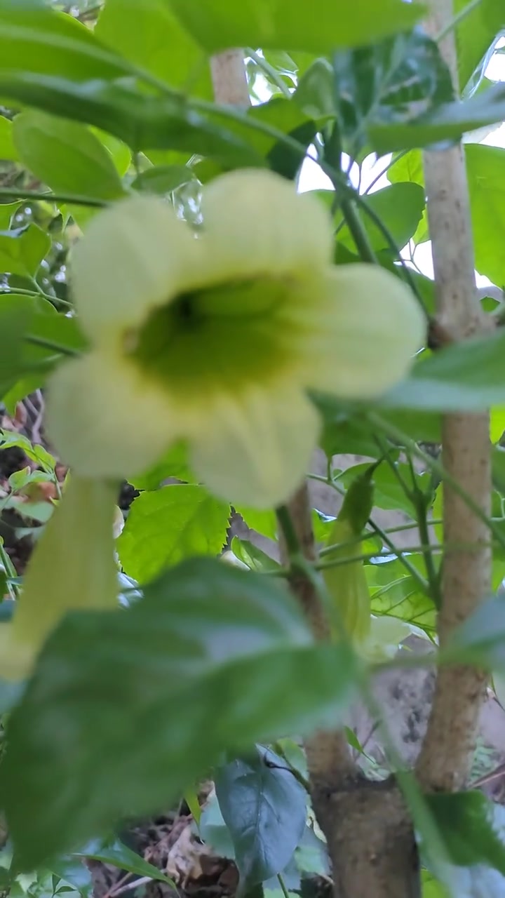 我的海南菜豆树开花了