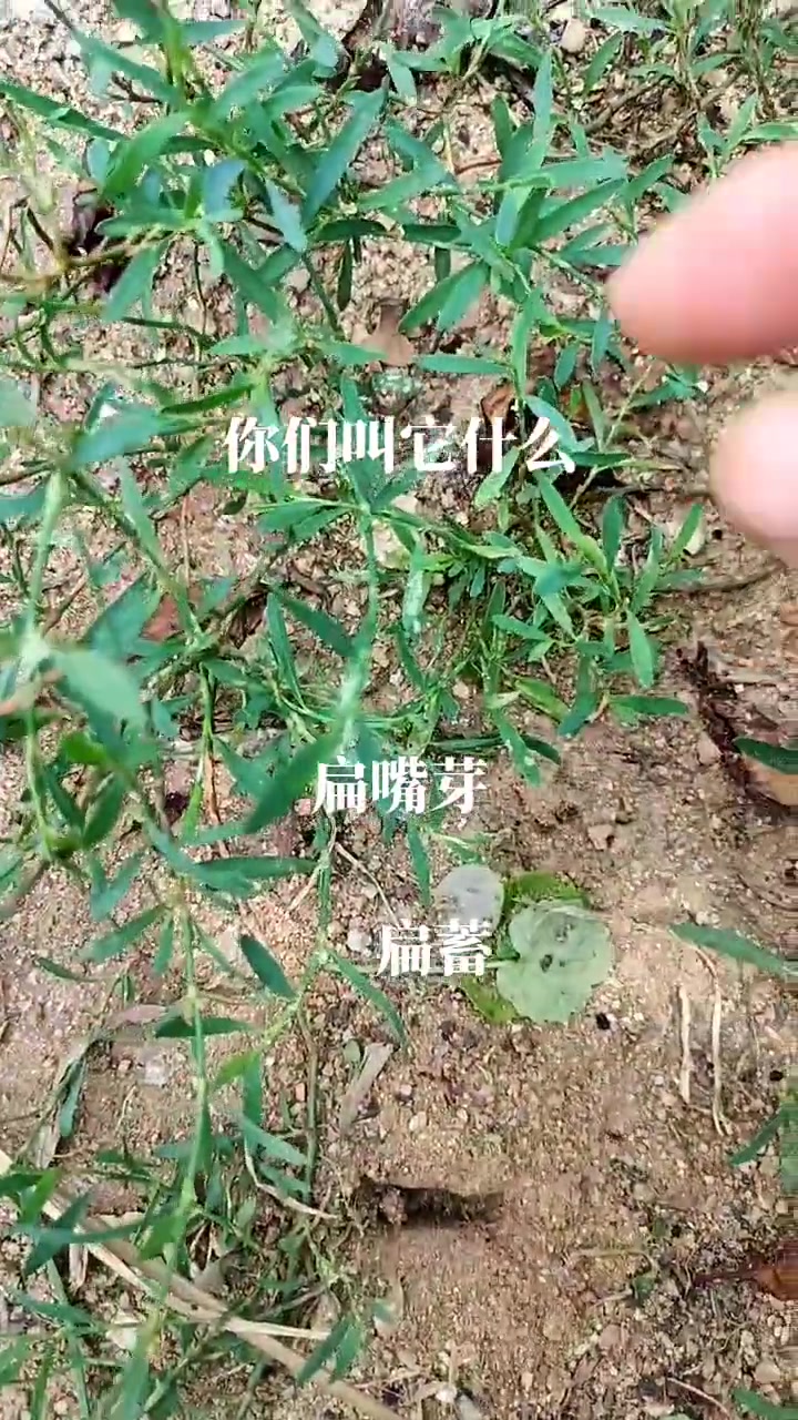 扁蓄,我老家也叫他扁嘴鸭,朋友们,你们叫它什么?你们喝过扁嘴鸭泡的水吗?我们这里的老人遇到