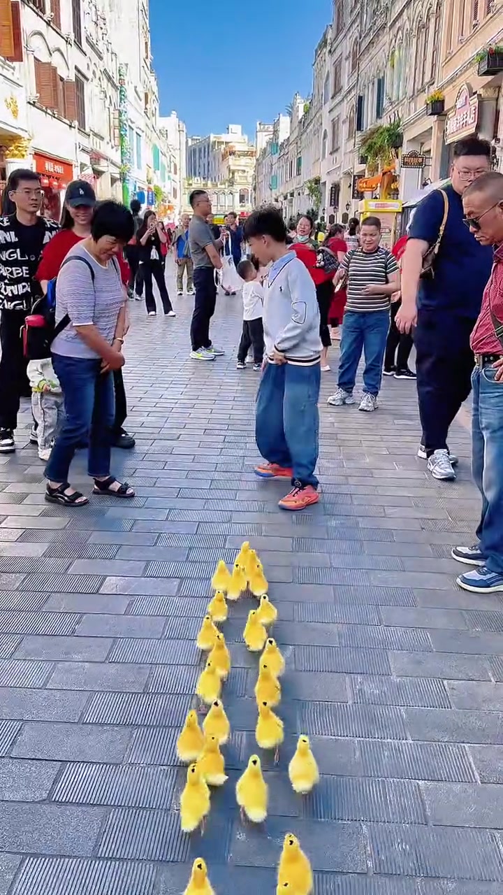 有人说鸭子一放下来就乱拉,可能我这些鸭子都是便秘的,不怎么拉!#热闹的一条街 #可爱的小鸭