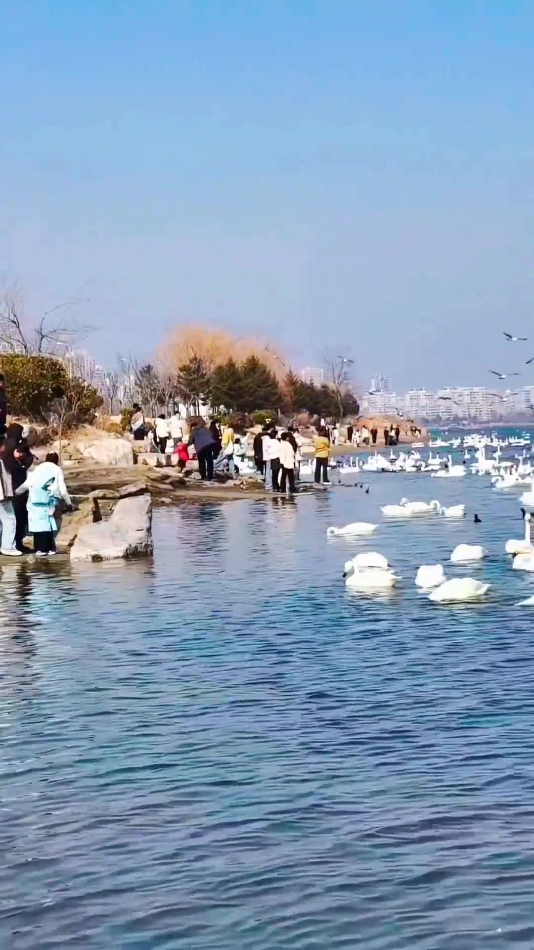 烟台威海荣成天鹅湖，冬日邂逅西伯利亚天鹅