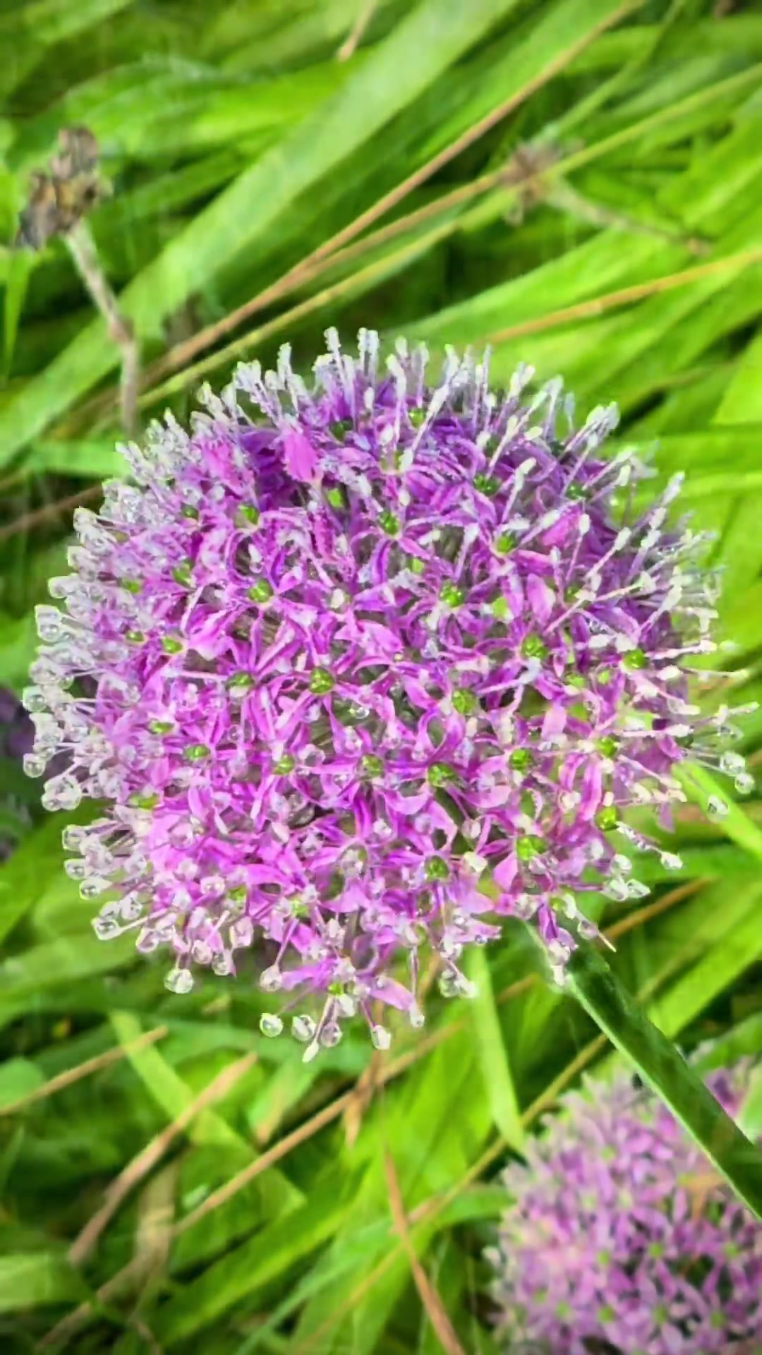 阿西里西韭菜坪 云端紫色花海超治愈