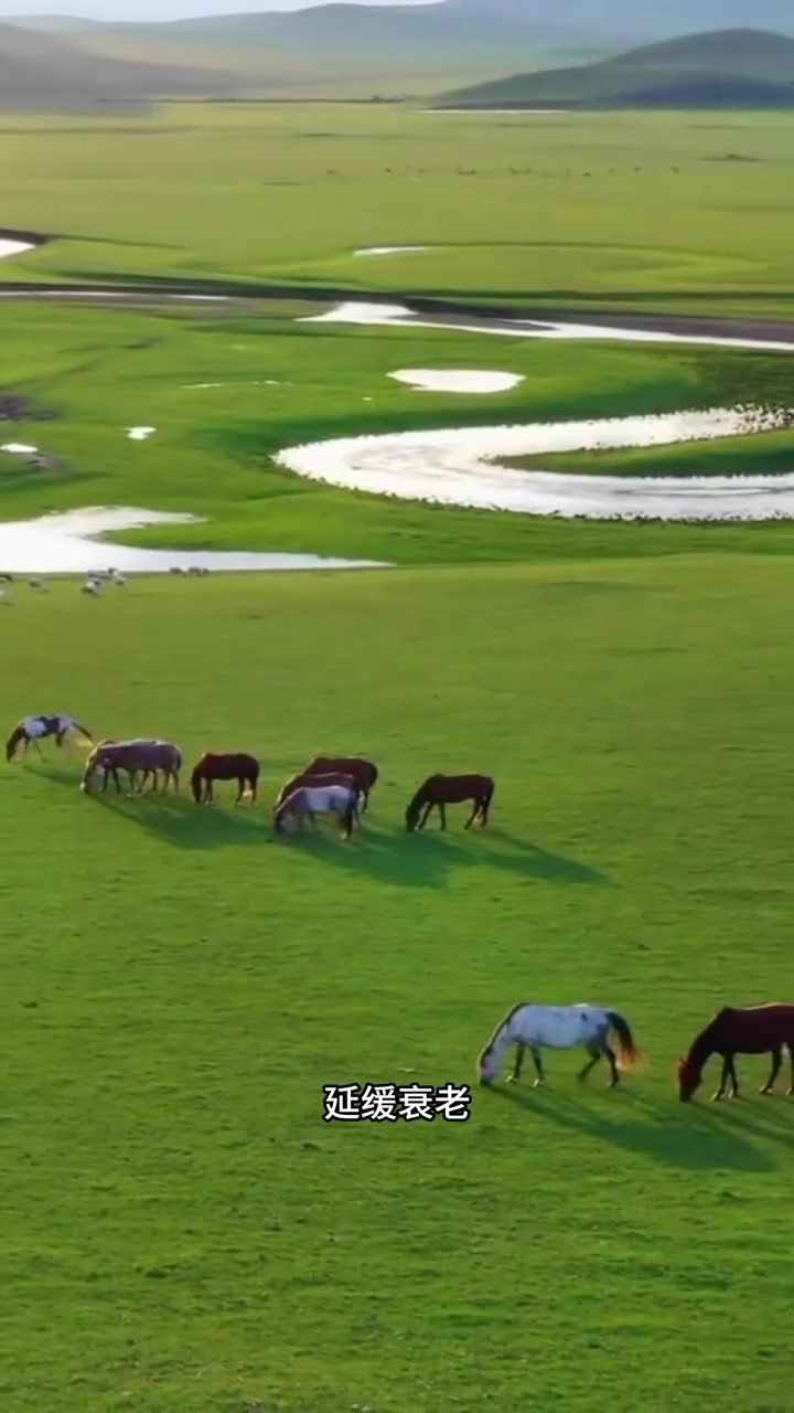 内蒙古锡林郭勒盟乌珠穆沁羊,肉质鲜嫩品质优
