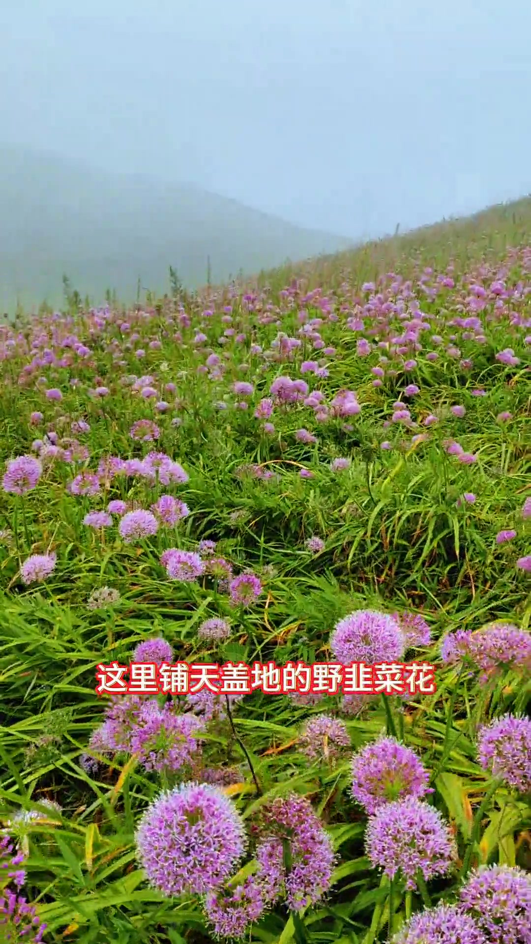 毕节阿西里西韭菜坪4A却比好多5A景区漂亮