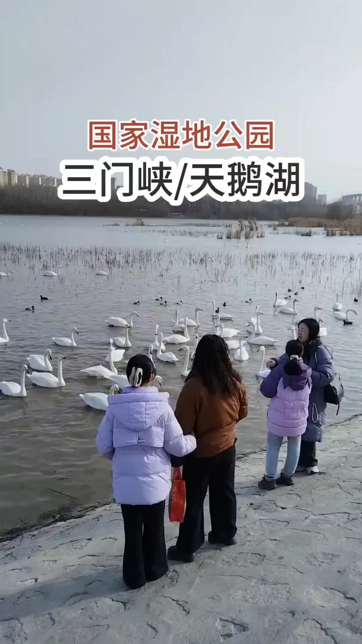 记录旅游足迹,探寻三门峡天鹅湖之美